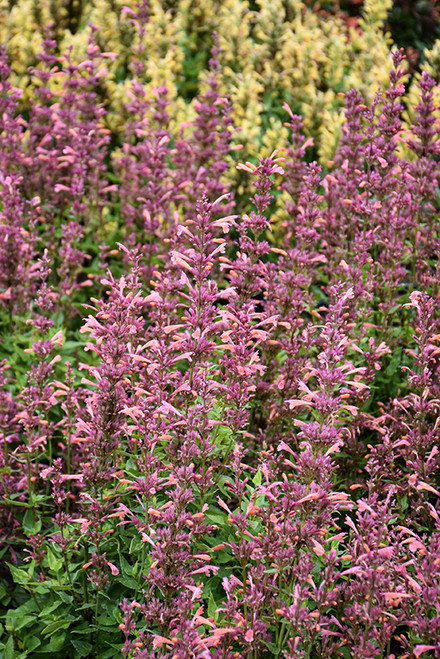 Agastache 'Mango Tango' 1G