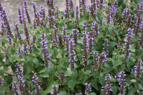 Agastache 'Little Adder' 1G