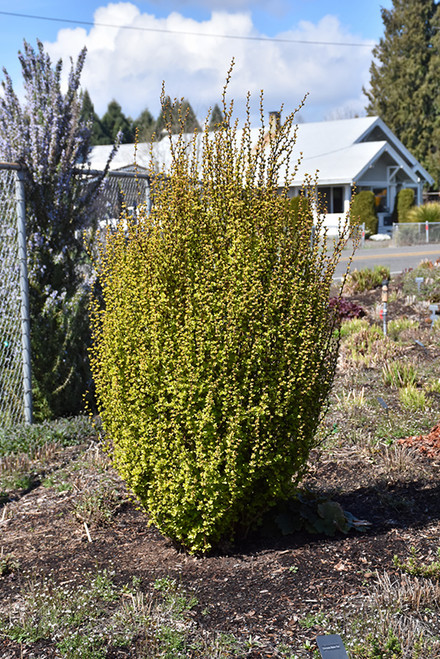 Barberry 'Golden Rocket' 1G