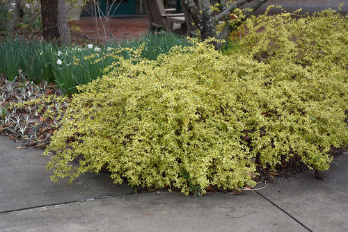 Abelia 'Twist of Lime' 3G