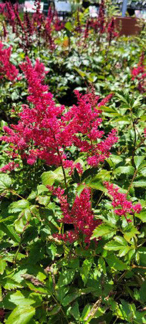 Astilbe 'Younique Ruby Red' 1G