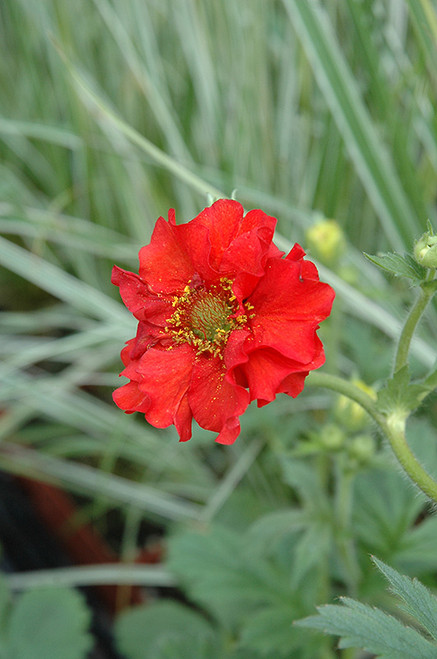 Avens 'Red Dragon' 1G