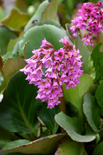 Heart Leaf Bergenia 1G