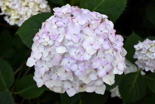 Hydrangea m. 'Blushing Bride8i