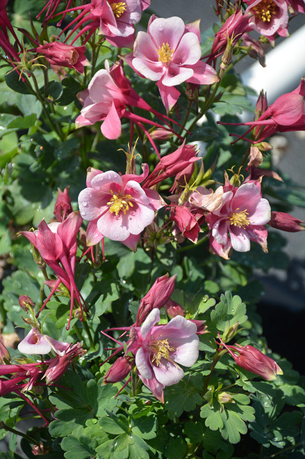 Columbine 'Kirigami R & P' 1G