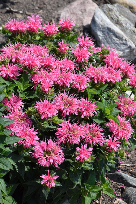 Bee Balm LL 'Pink' 1PW