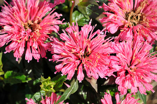 Bee Balm 'Pardon My Rose' 1GPW