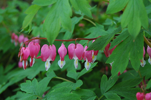 Bleeding Heart 1G