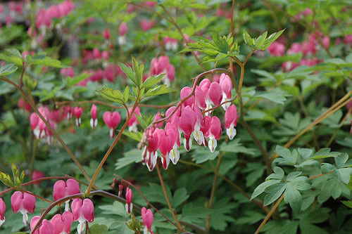 Bleeding Heart 1G