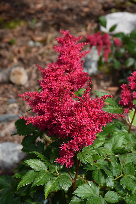 Astilbe 'Heavy Metal' 1G