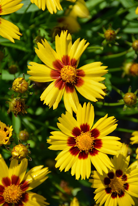 Coreopsis 'SunKiss' 1G