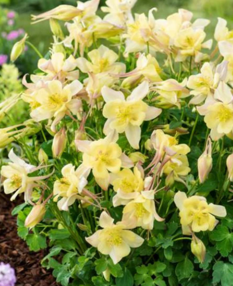 Columbine 'Earlybird Yellow'1G