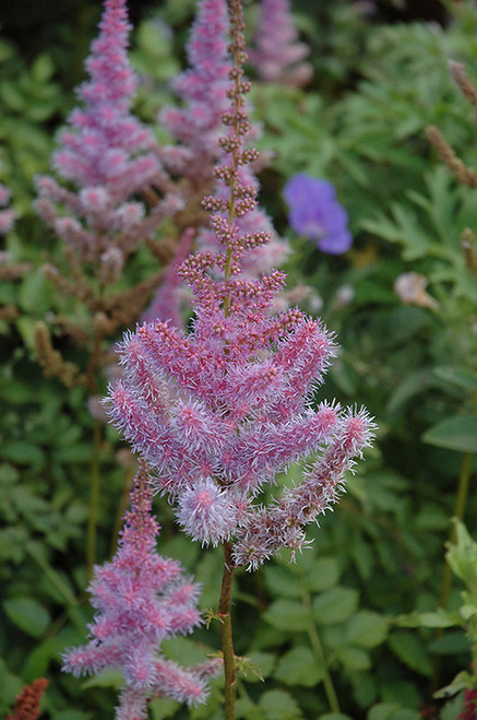 Astilbe 'Purple Candles' 1G