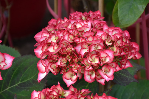 Hydrangea m. 'Kimono' 2GBE