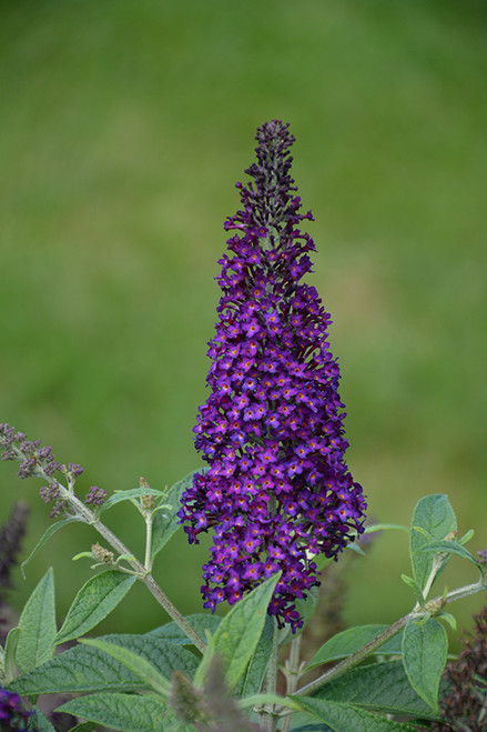 Butterfly Bush 'Dark Dynasty1G 25766