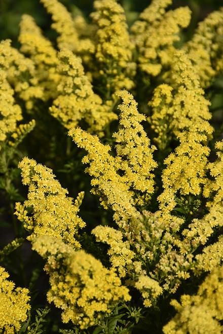 Dwarf Goldenrod 'Little Lem'1G