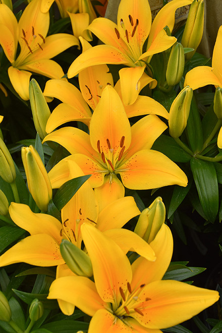 Lilium 'Tiny Bee' 1G