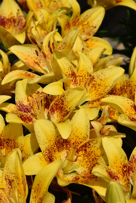 Lilium 'Tiny Nugget' 1G