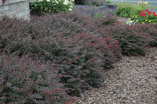 Barberry 'Crimson Pygmy' 2G