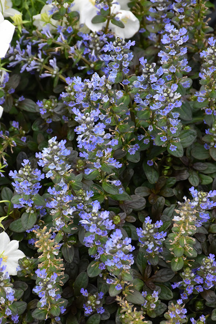 Ajuga 'Chocolate Chip' 4in