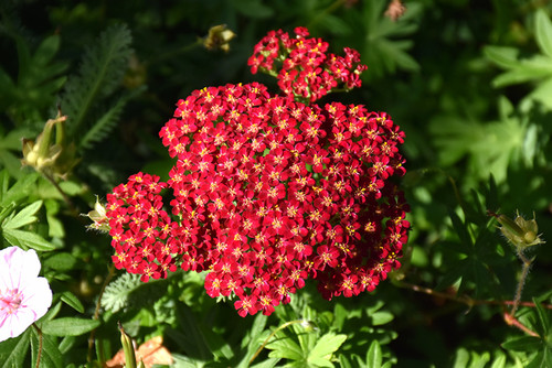 Achillea 'Red Velvet' 1G