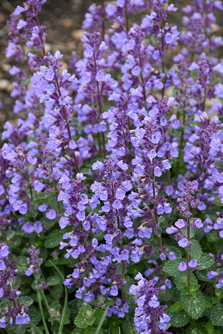 Catmint 'Cat's Pajamas' 1GPW