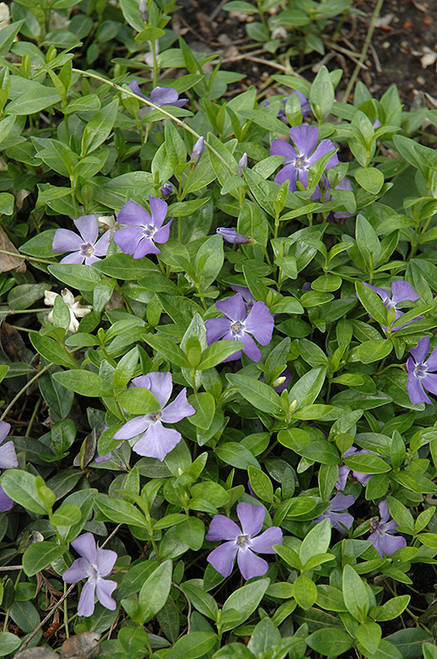 Vinca major 'Periwinkle' 4in