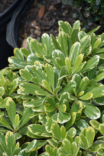 Pittosporum 'Mojo' 3G