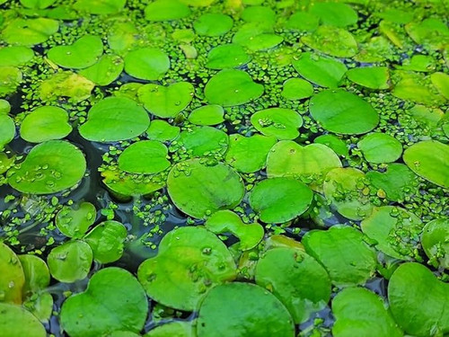 WP Frogbit