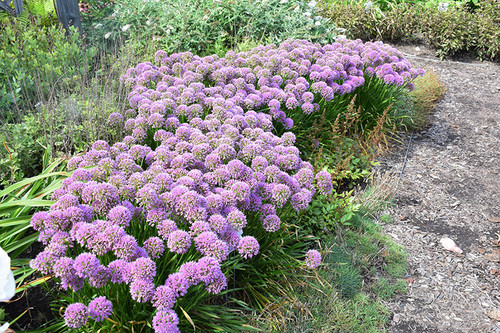 Allium 'Serendipity' 1GPW