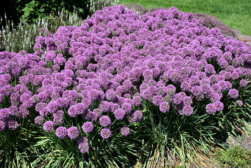 Allium 'Serendipity' 1GPW