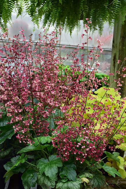 Heuchera 'Berry Timeless' QT