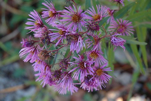WP New England Aster 5in
