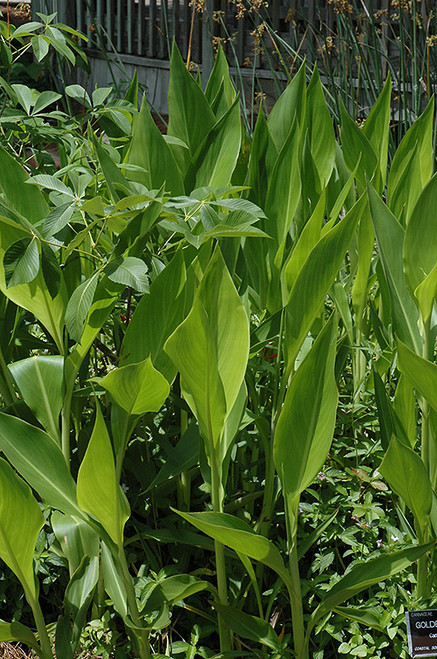 WP Canna 'Golden' 5"