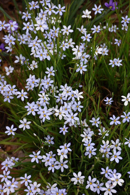 WP Blue Eyed Grass 3.5in