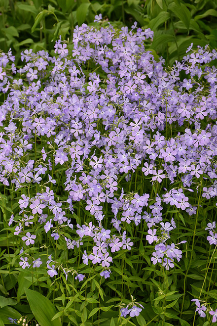 WP Woodland phlox 5in