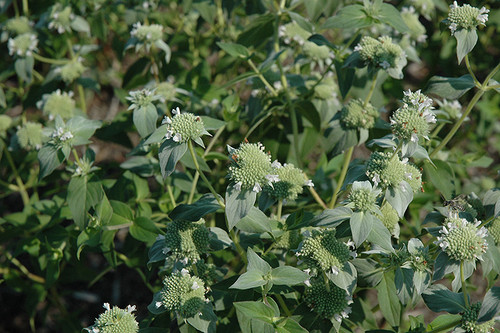 WP Mountain Mint