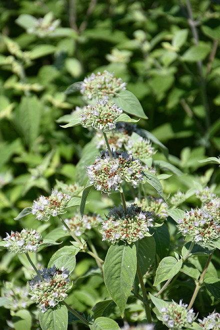 WP Mountain Mint