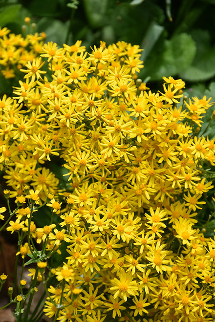 WP Golden Ragwort 5in