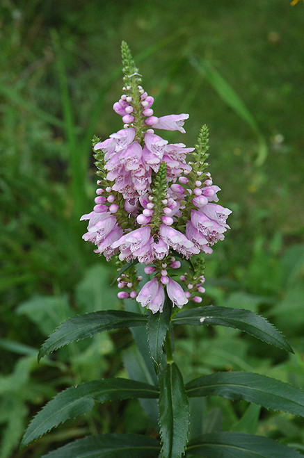 WP Obedient Plant 5"