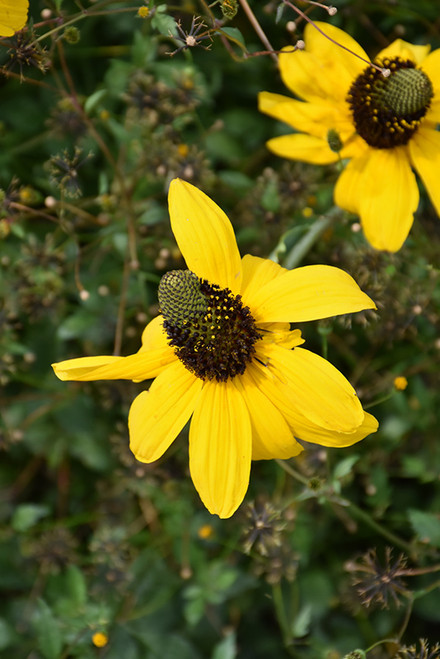 WP Great Coneflower 5"