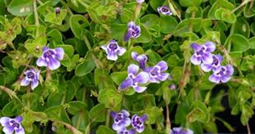 WP Blue Moneywort 5in