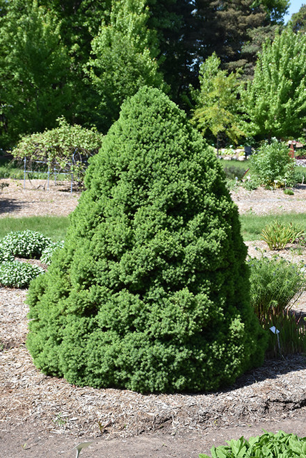 Dwarf Alberta Spruce 6in/1G