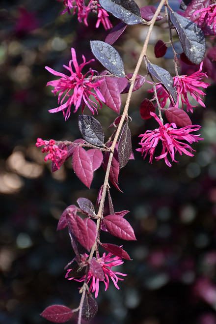 Loropetalum 'Purple Diamond'1G