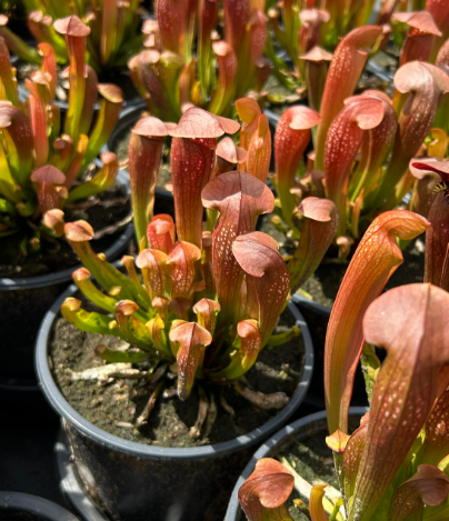 Sarracenia 'Bug Bat' 4in