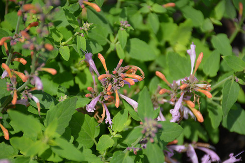 Agastache 'Arizona Sunset' QT