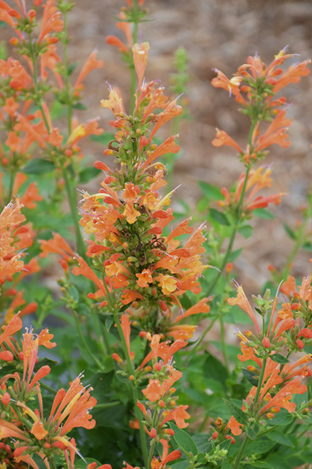 Agastache Poq 'Orange' 1G