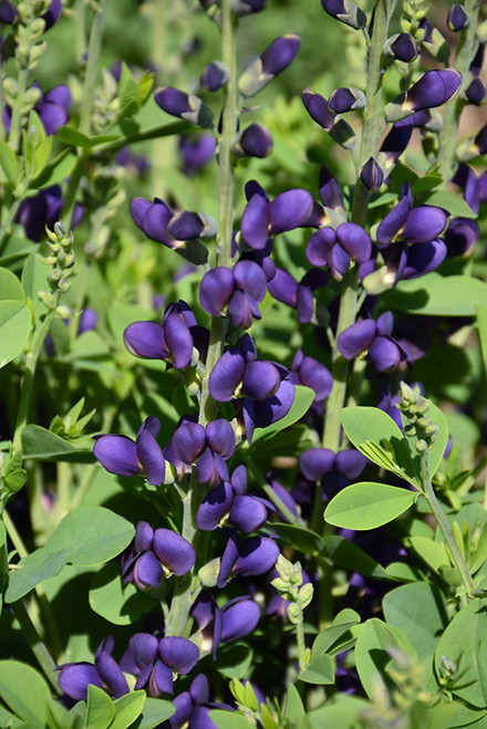 Baptisia 'Spklng Sapphire'2GPW