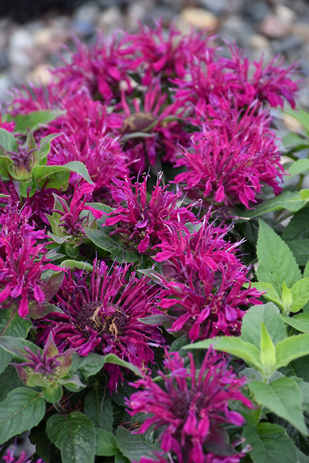 Bee Balm 'Balmy Purple' QT