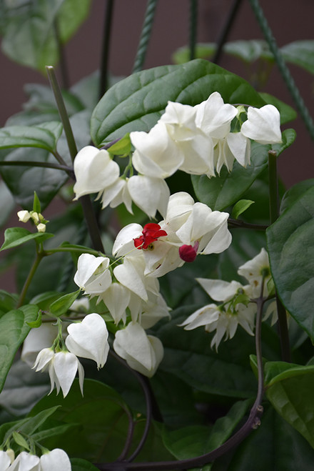 'Bleeding Heart Vine 3G/10inTR